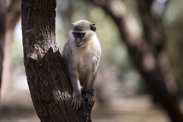 monkeys playing in Khartoum Sudan
