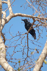 Large-billed crow Corvus macrorhynchos on a branch. Sasan. Gir sanctuary. Gujarat. India.