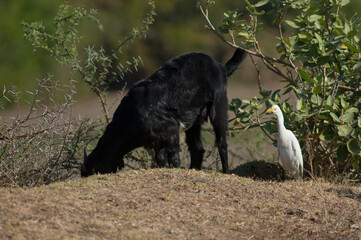Domestic goat Capra aegagrus hircus feeding and cattle egret Bubulcus ibis. Hiran river. Sasan Gir. Gujarat. India.