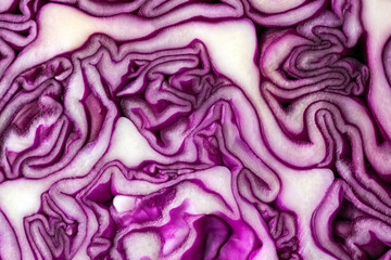 Obraz premium red cabbage close up