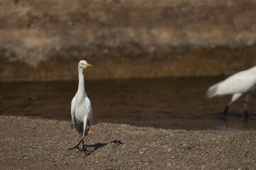 Cattle egret Bubulcus ibis in the Hiran river. Sasan. Gir Sanctuary. Gujarat. India.