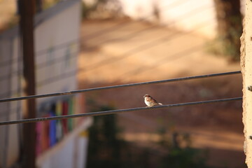 Birds in Khartoum Sudan 