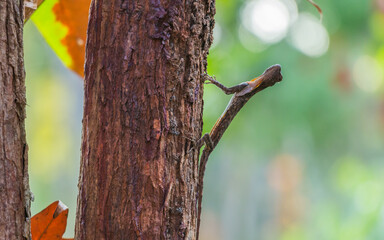 A Spotted Gliding Lizard at Koh Rong Island
