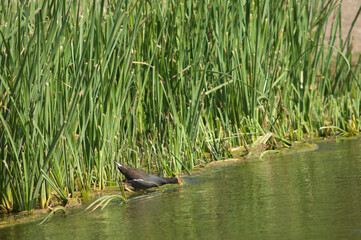 Common moorhen Gallinula chloropus feeding in the Hiran river. Sasan. Gir Sanctuary. India.