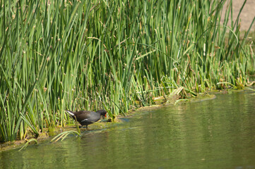 Common moorhen Gallinula chloropus in the Hiran river. Sasan. Gir Sanctuary. Gujarat. India.