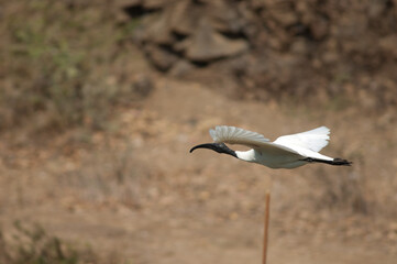 Black-headed ibis Threskiornis melanocephalus in flight. Hiran river. Sasan. Gir Sanctuary. Gujarat. India.