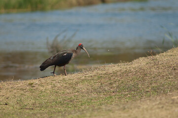 Red-naped ibis Pseudibis papillosa in the Hiran river. Sasan. Gir Sanctuary. Gujarat. India.
