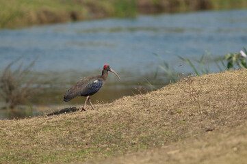 Red-naped ibis Pseudibis papillosa in the Hiran river. Sasan. Gir Sanctuary. Gujarat. India.