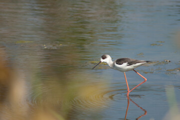 Immature black-winged stilt Himantopus himantopus. Hiran river. Sasan. Gir Sanctuary. Gujarat. India.