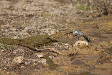 White wagtail Motacilla alba stretching in the Hiran river. Sasan. Gir Sanctuary. Gujarat. India.