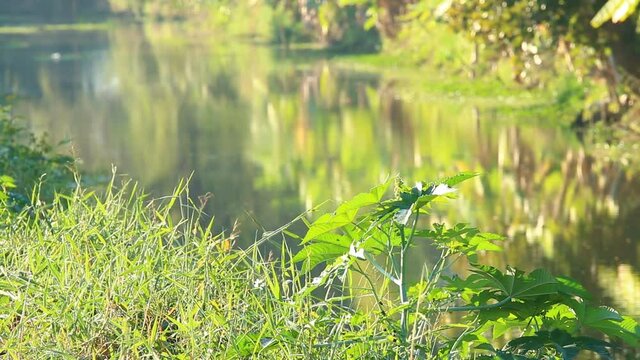   Leaves moving by wind  near the river  in  Chiangmai  Thailand