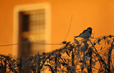 Birds in Khartoum Sudan 