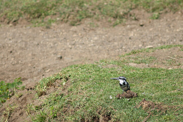 Male pied kingfisher Ceryle rudis in the riverbank of the Hiran river. Sasan. Gir Sanctuary. Gujarat. India.