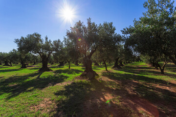 Olive Grove on Calabria. Plantation of olive trees. Sunset light