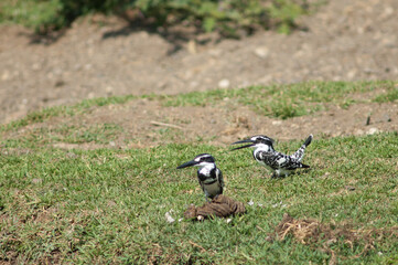 Pair of pied kingfishers Ceryle rudis. Male to the left and female to the right. Hiran river. Sasan. Gir Sanctuary. Gujarat. India.