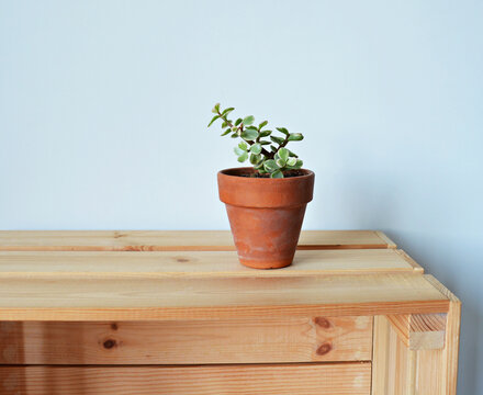 Portulacaria afra variegata house plant in terracotta pot on wooden box over white	