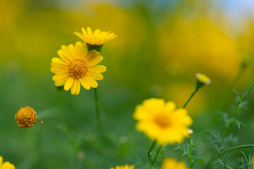 Cosmos flowers background in vintage style