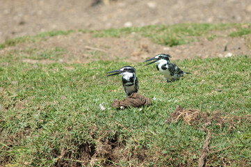 Pair of pied kingfishers Ceryle rudis. Male to the left and female to the right. Hiran river....