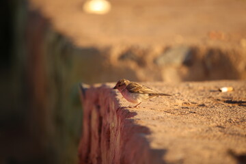 Birds in Khartoum Sudan 