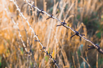 Rusty spike of barbed wire spike at sunrise