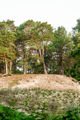 Fototapeta na wymiar Coast of the Baltic Sea in Latvia, with pine trees on the sand dunes.