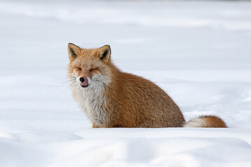 キタキツネ 冬 雪の中 北海道