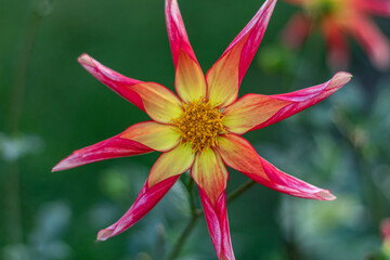 Orchid dahlia 