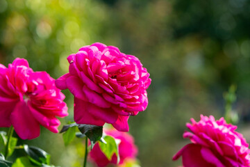 A close-up of beautiful roses