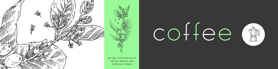 Banner organic coffee, template design for fresh roasted coffee concept, bakery banner for cafe design, cafeteria, flower panoramic background with vector coffee beans illustration in engraving style.