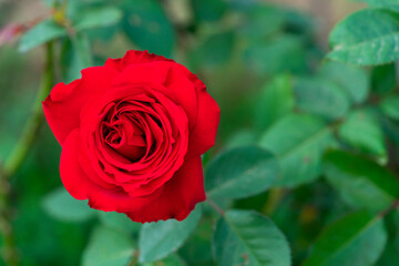 Red rose flower. Background.