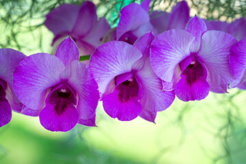 Beautiful Dendrobium orchid flowers in the garden .