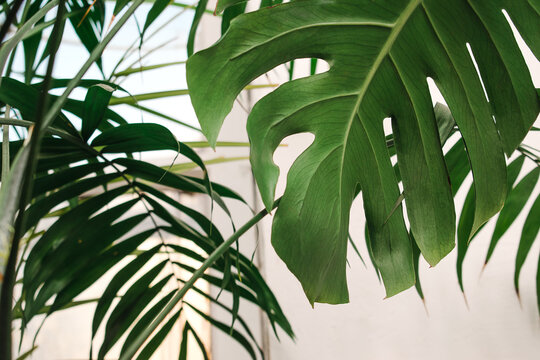 Leaves of houseplants close-up in the home interior.Biophillia design concept.Urban jungle interior with houseplants.