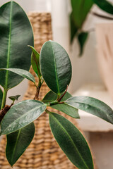 Ficus with wicker vase on the table. Stylish composition of home garden plants.Urban jungle interior with houseplants.Biophilia design concept.