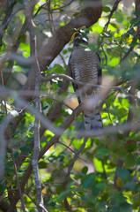 Male Eurasian sparrowhawk Accipiter nisus with one eye closed. Sasan. Gir Sanctuary. Gujarat. India.