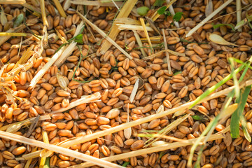preparation for autumn wheat harvesting