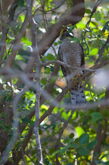 Male Eurasian sparrowhawk Accipiter nisus with one eye closed. Sasan. Gir Sanctuary. Gujarat. India.