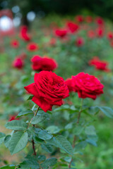 Red rose flower. Background.