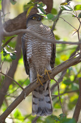 Male Eurasian sparrowhawk Accipiter nisus in a forest. Sasan. Gir Sanctuary. Gujarat. India.