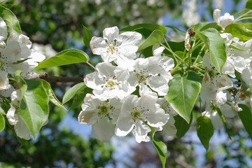 nature in bloom and balance