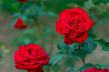 Red rose flower. Background.