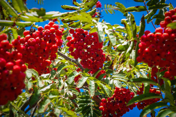 nature in bloom and balance