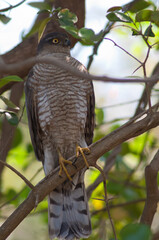 Male Eurasian sparrowhawk Accipiter nisus in a forest. Sasan. Gir Sanctuary. Gujarat. India.