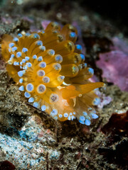 Antiopella cristata, sometimes known by the common name crested aeolis, is a species of nudibranch, a marine gastropod mollusc in the family Janolidae