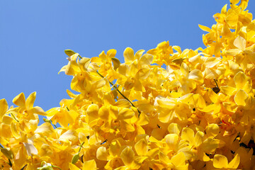 Purple orchids with blue sky background.