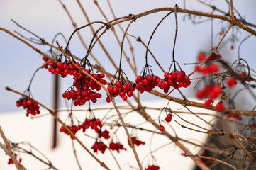 nature in bloom and balance
