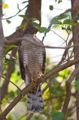 Male Eurasian sparrowhawk with one eye closed. Sasan. Gir Sanctuary. Gujarat. India.