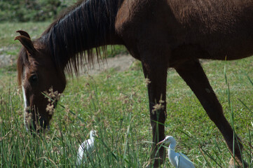 Horse Equus ferus caballus and cattle egrets Bubulcus ibis. Hiran river. Sasan. Gir Sanctuary....
