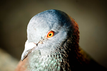 birds at the watering hole