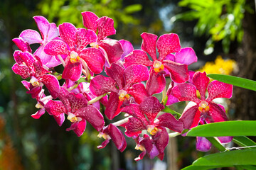 Colorful colors of Wanda orchid in the garden