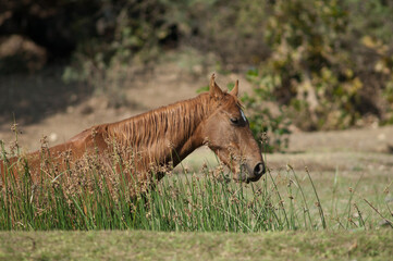 Horse Equus ferus caballus eating in the riverside of the Hiran river. Sasan. Gir Sanctuary....
